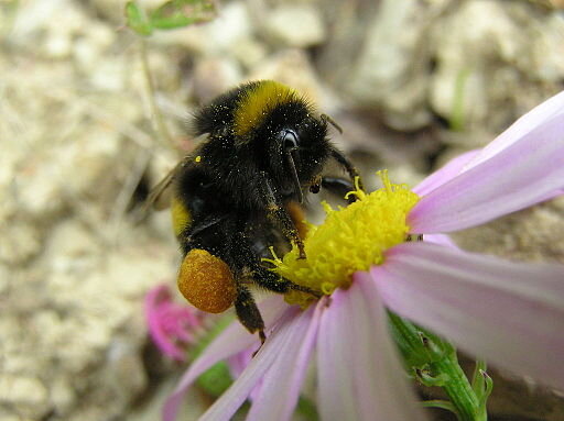 A bumblebee gathering pollen from a flower