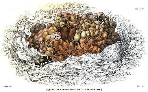 An 1840s Jardine illustration of a common humble bee nest built underground