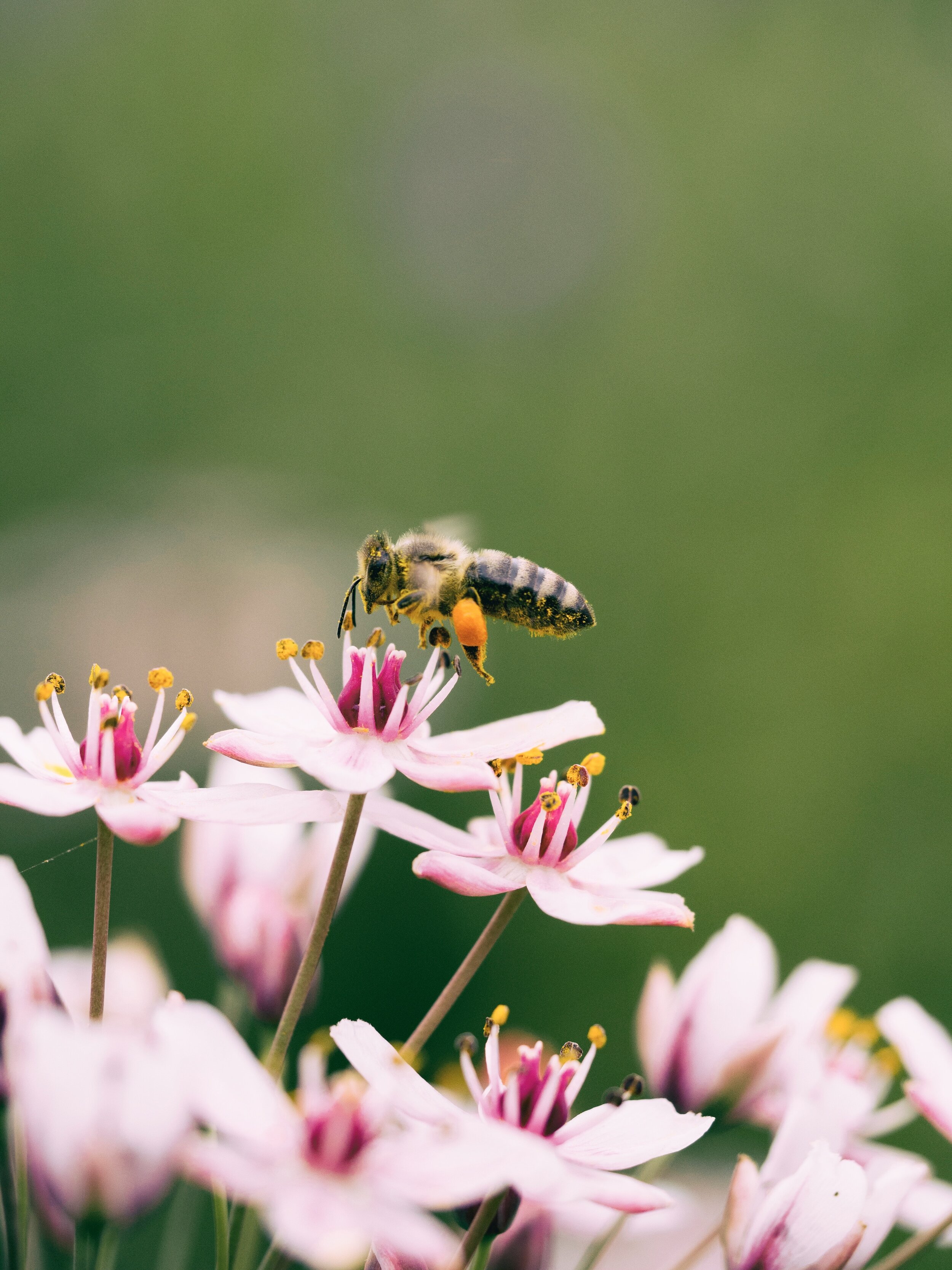 A honey bee visiting pale pink flowers in soft daylight