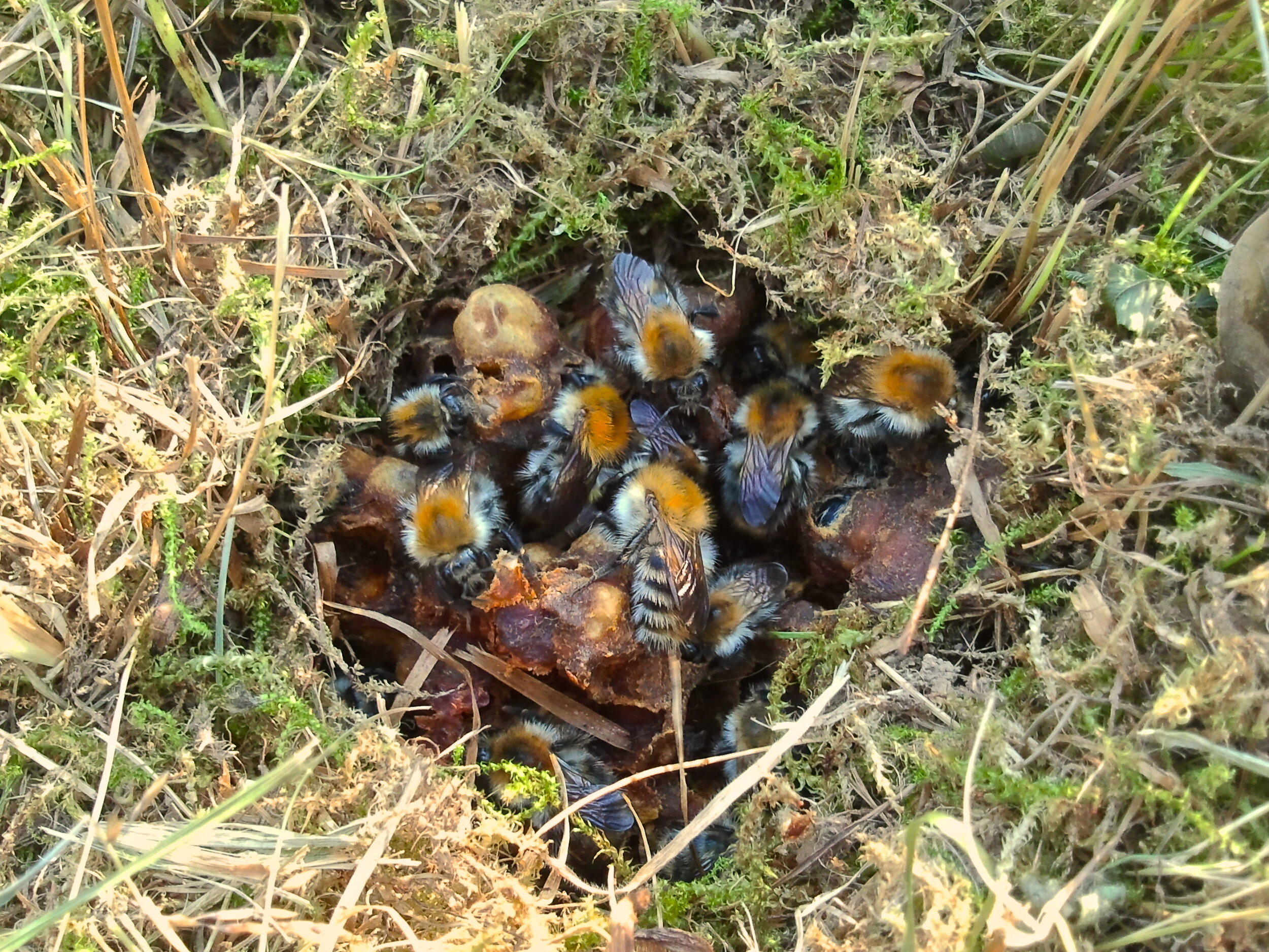 A scientific plate illustrating the diversity of forms across the bee superfamily Apoidea