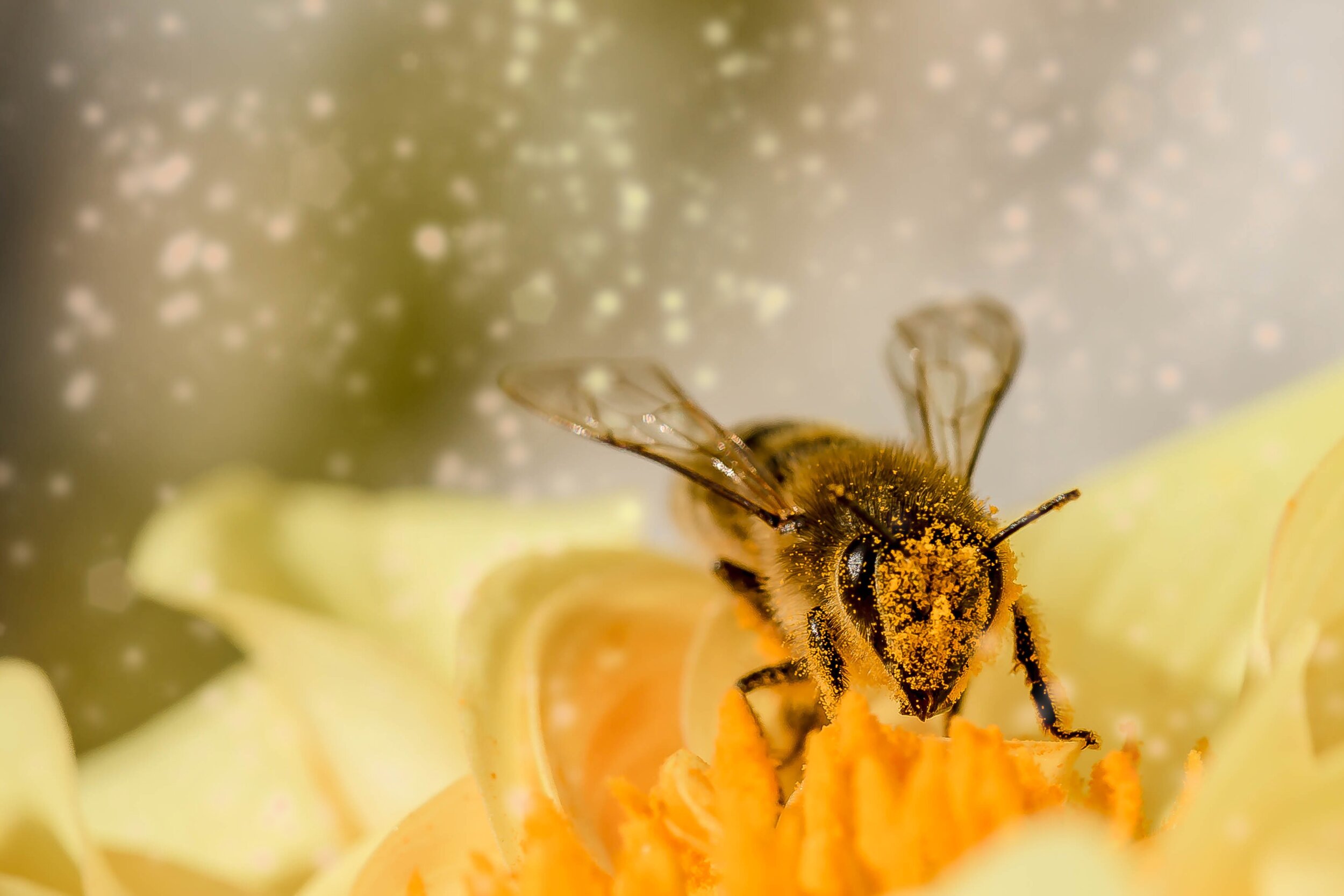 A honey bee covered in pollen on a yellow flower
