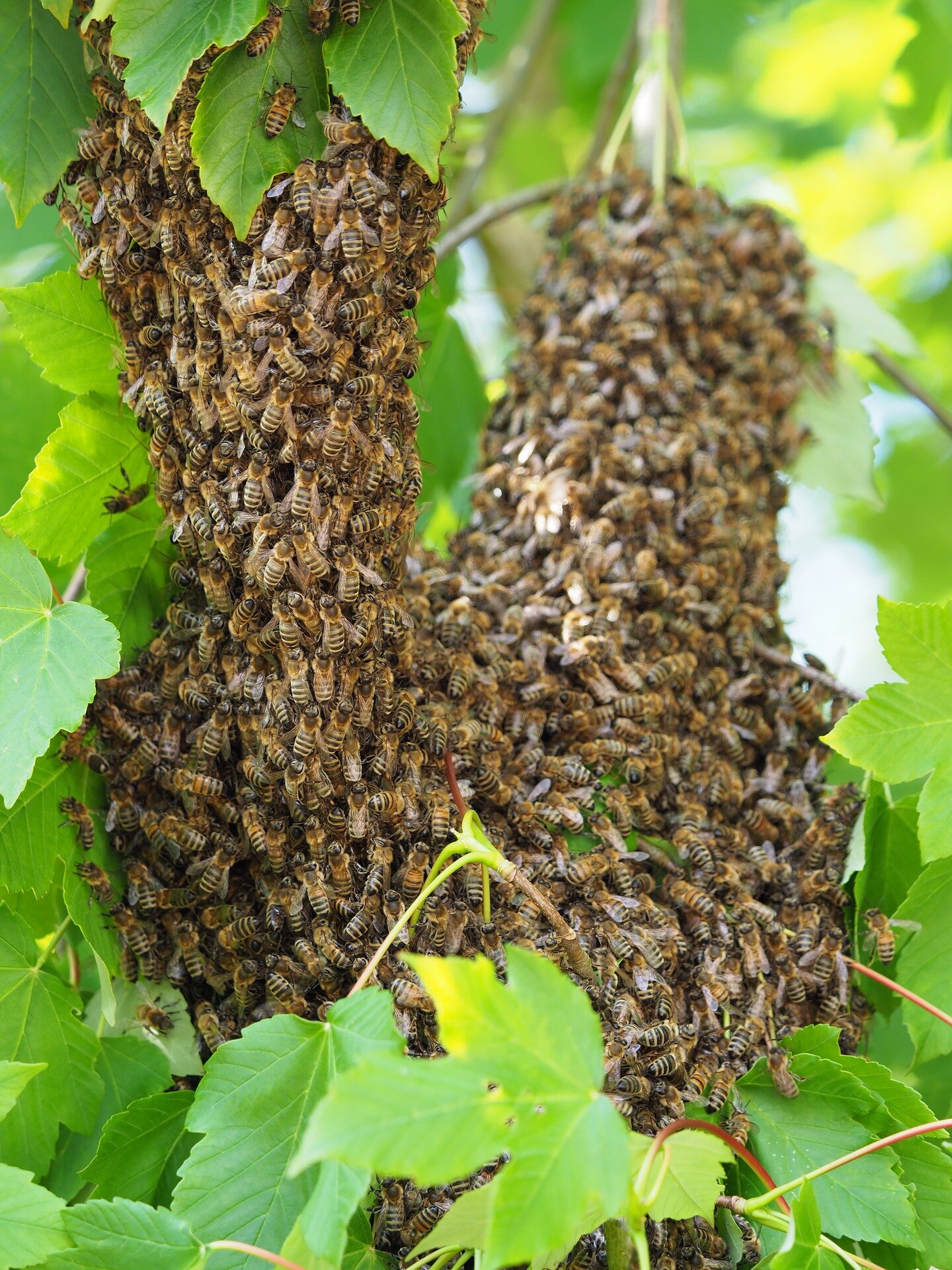 A honey bee swarm clustered on a tree branch among green leaves