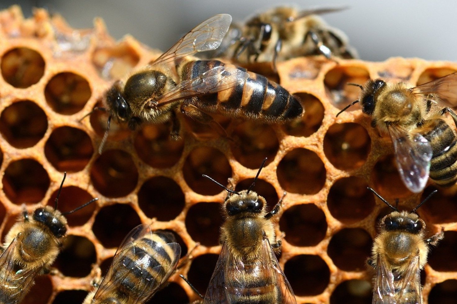 A queen honey bee surrounded by worker bees on comb