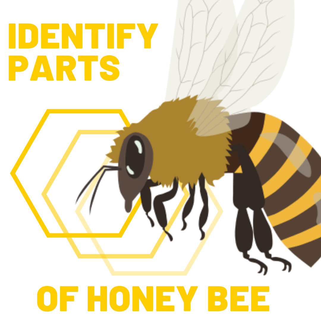 Identify the parts of a Honey Bee!