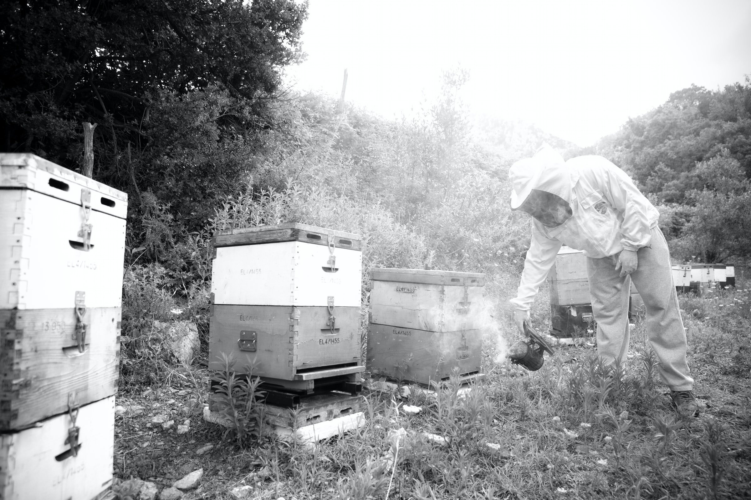 A beekeeper working a row of hives in an apiary