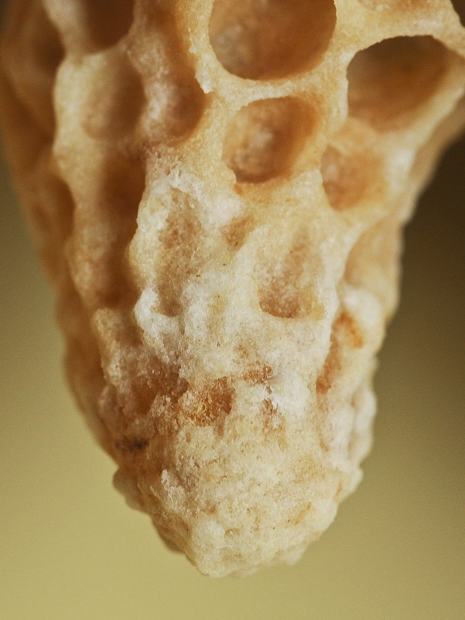 Pale beeswax comb built in the open