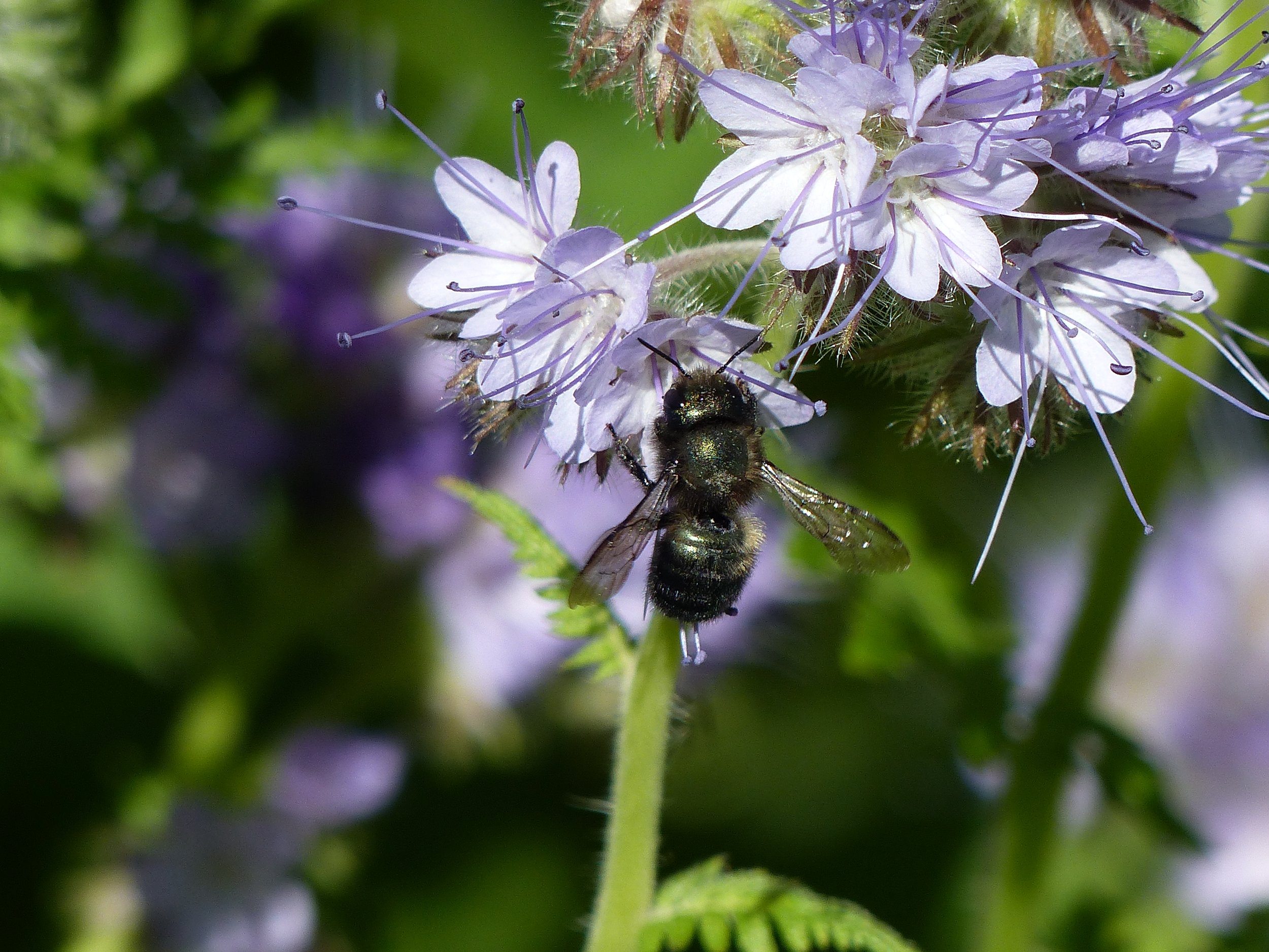 A blue orchard mason bee