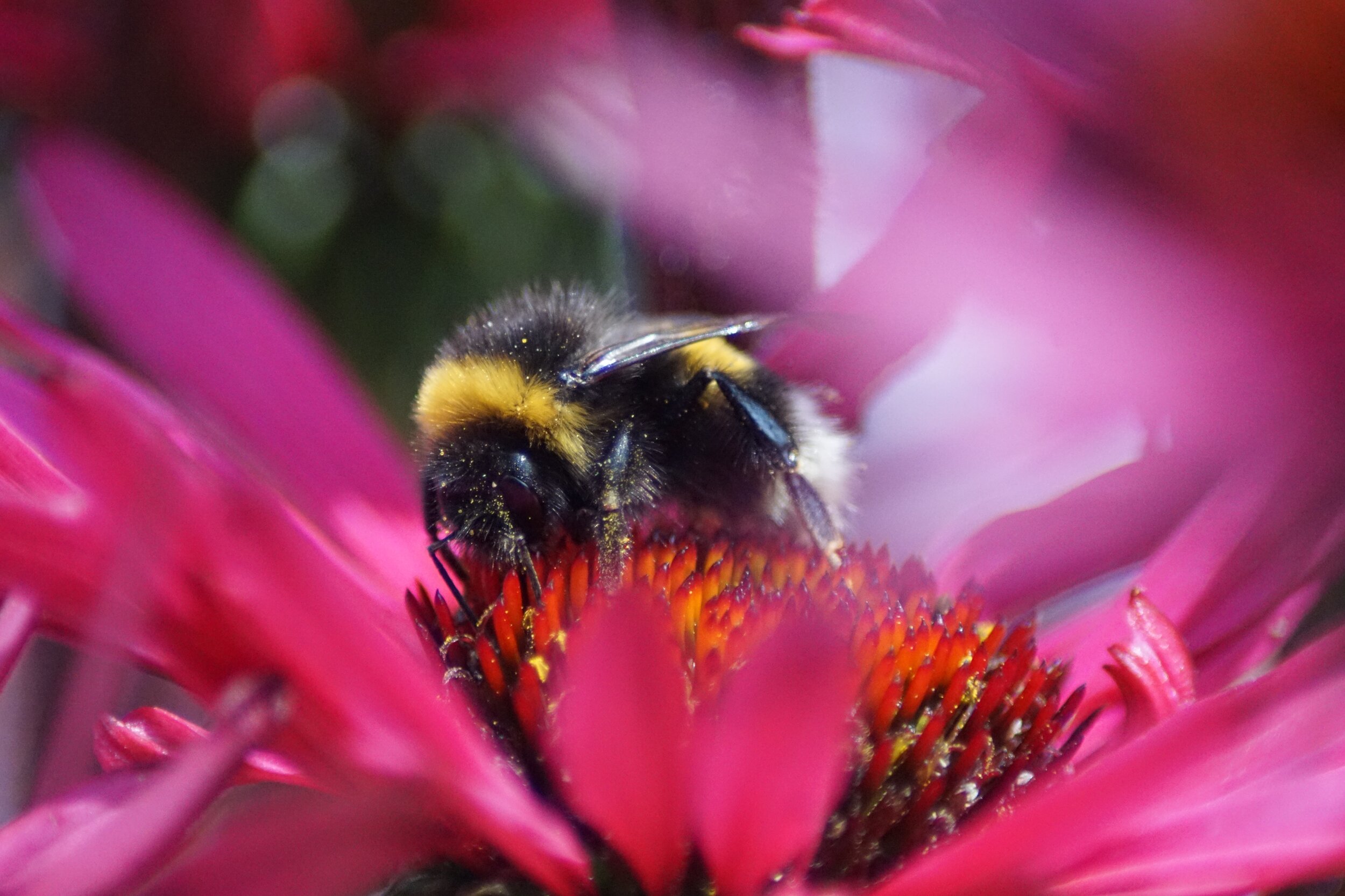 A bumblebee visiting a purple flower