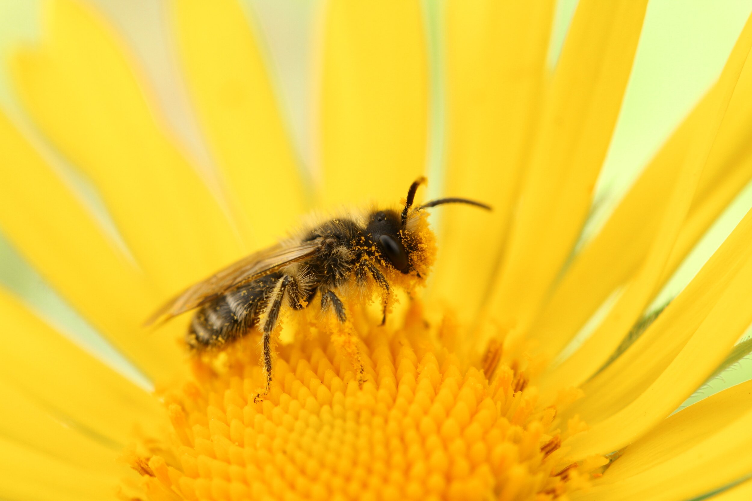 A bee gathering pollen at the center of a yellow daisy