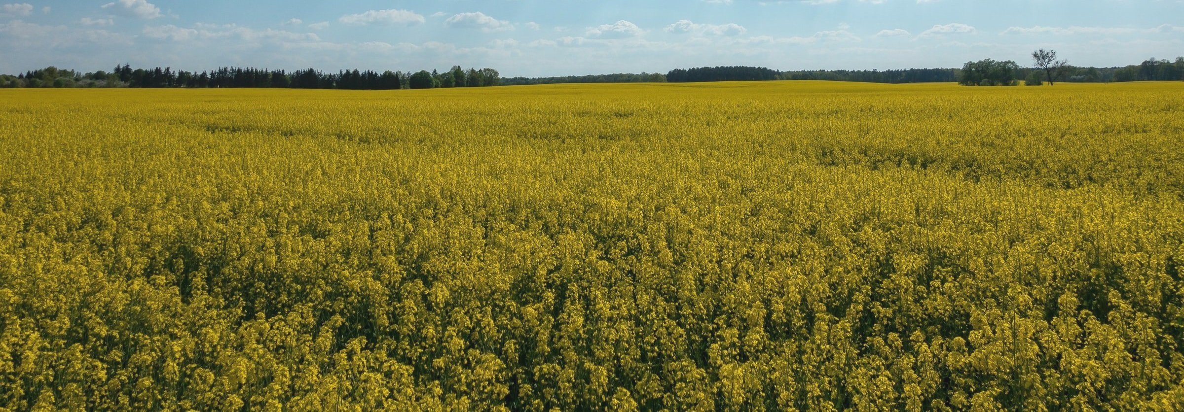 A flowering field stretching to a line of trees on the horizon