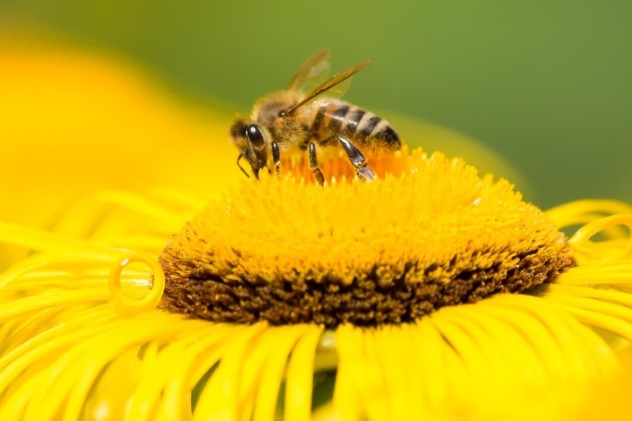 A honey bee foraging on a flower