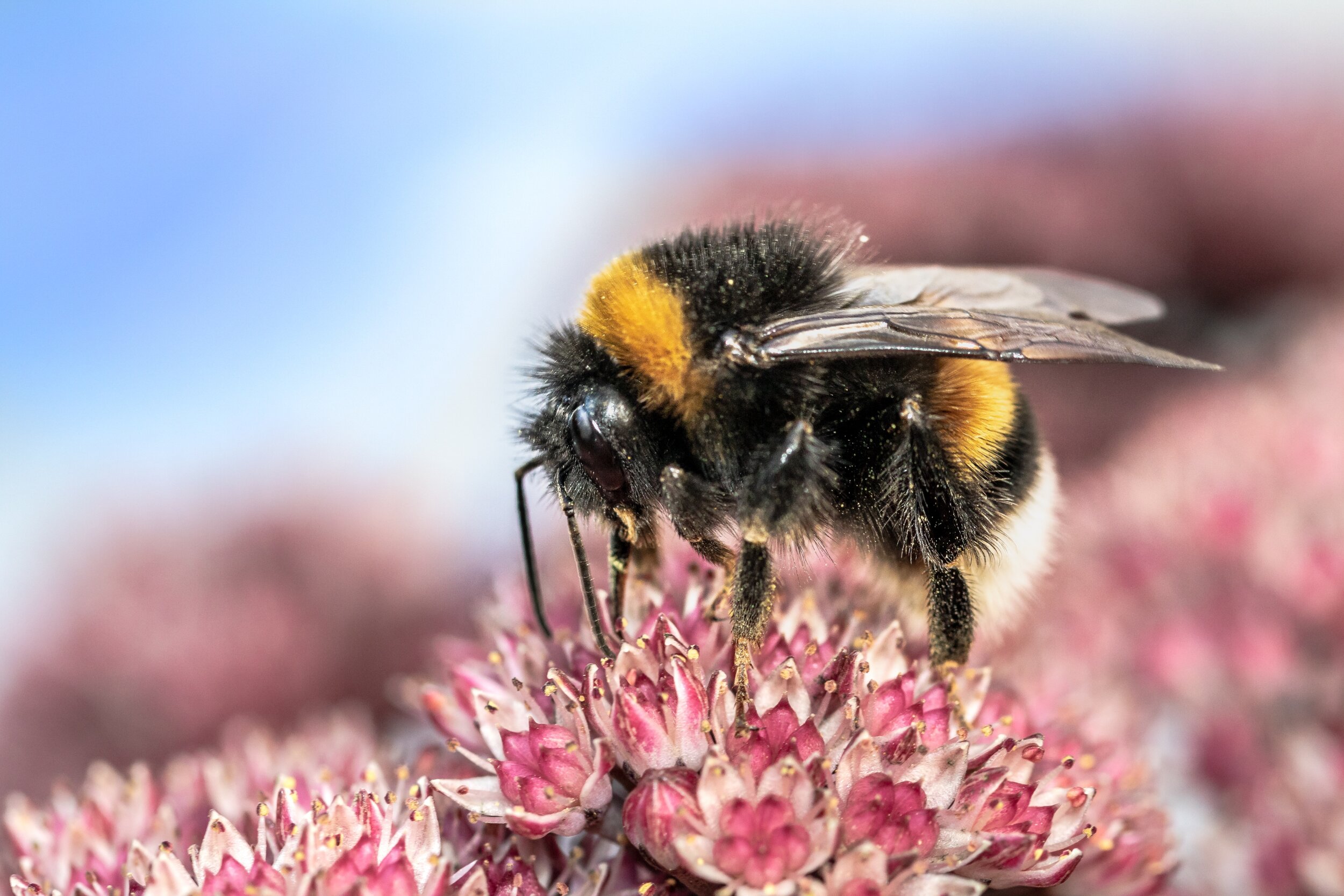 A bumblebee visiting a flower