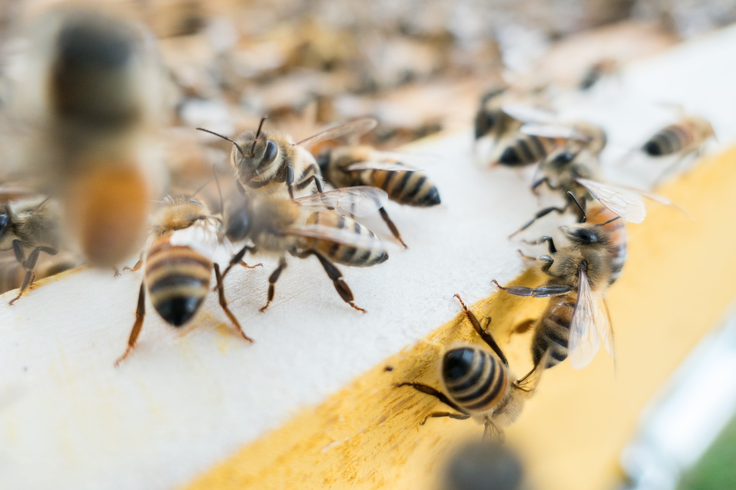 Honey bees clustered on natural comb