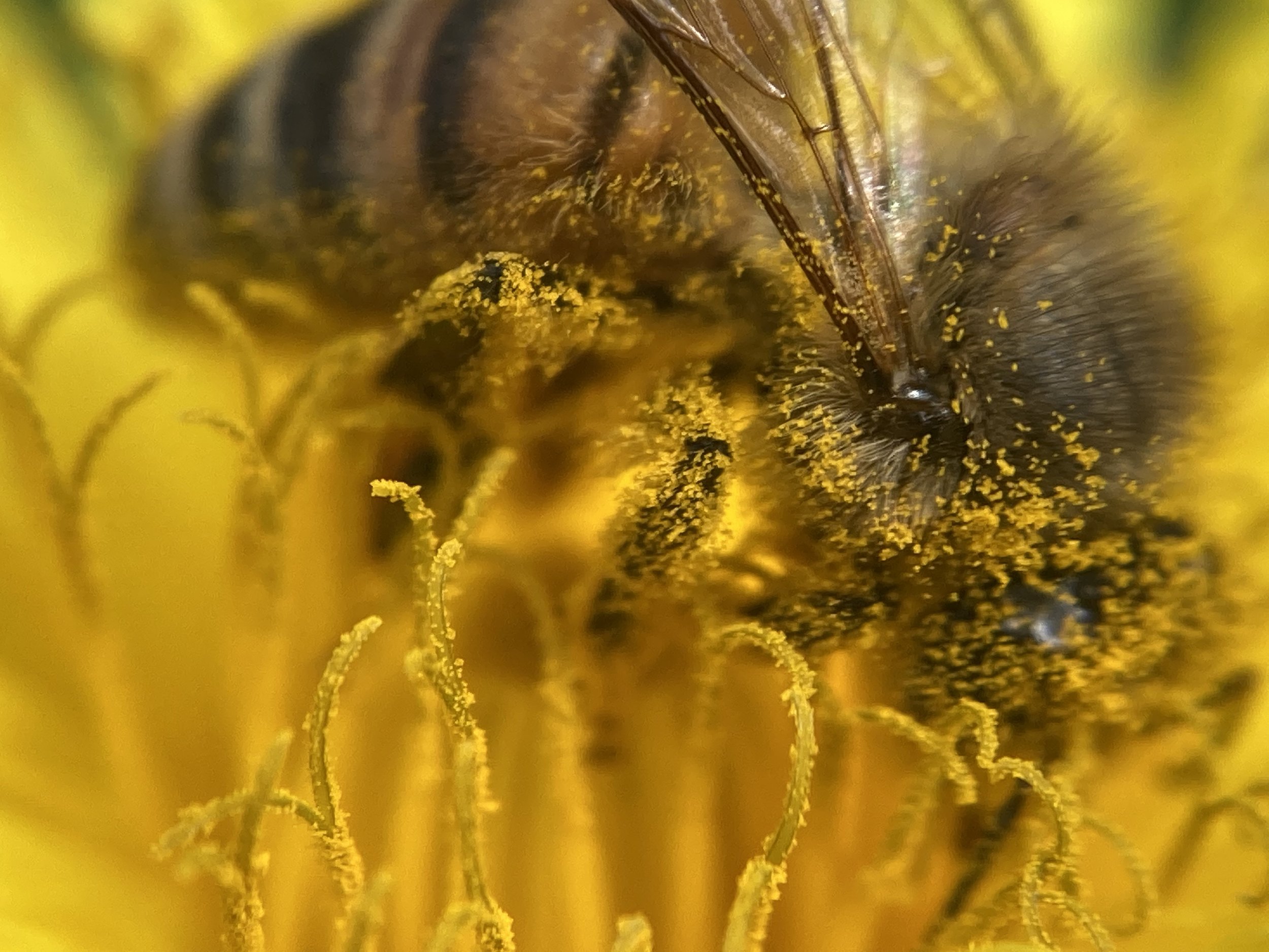 A honey bee gathering pollen from a bright yellow flower