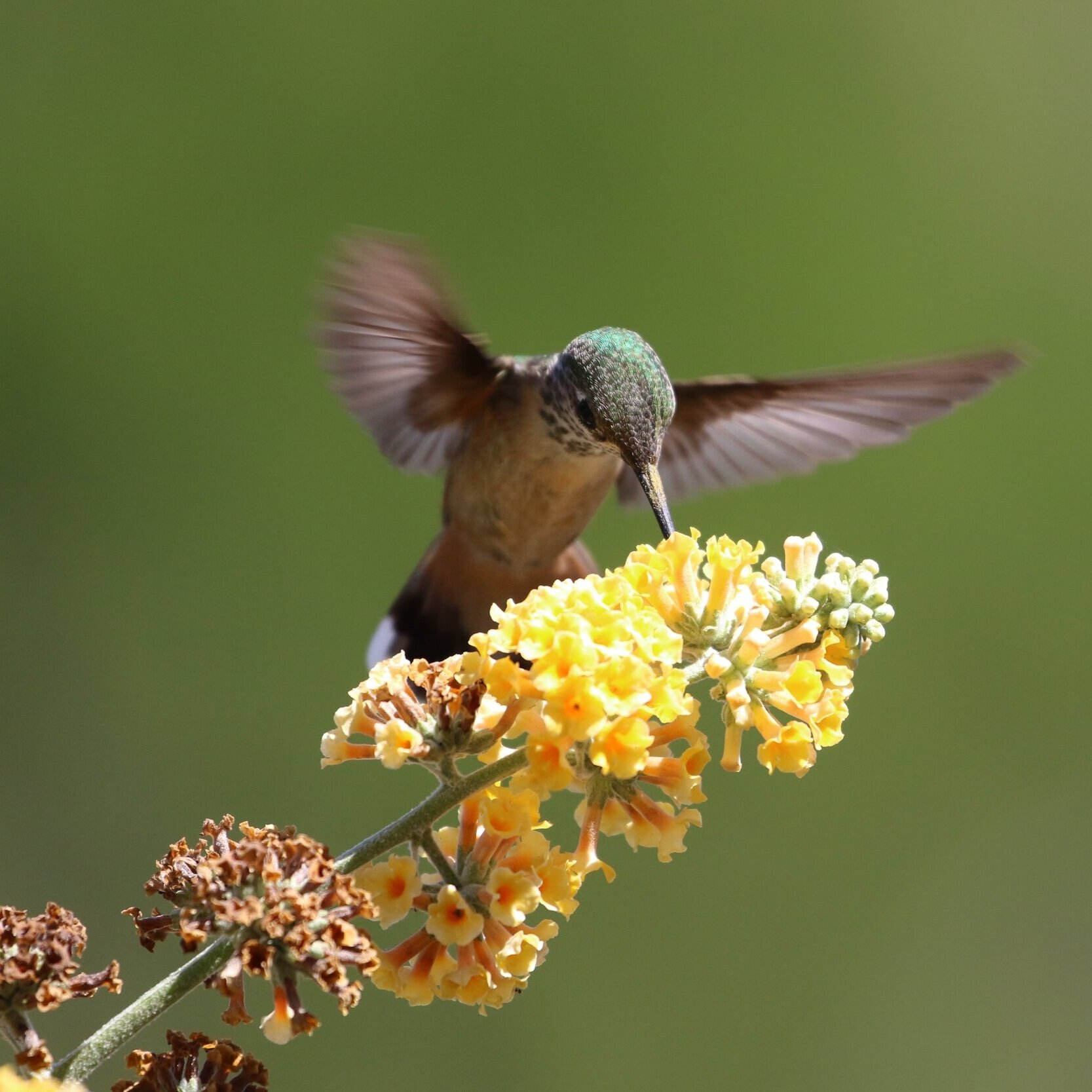 A hummingbird hovering at a cluster of pale yellow blossoms