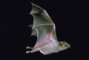 A Mexican long-nosed bat in flight