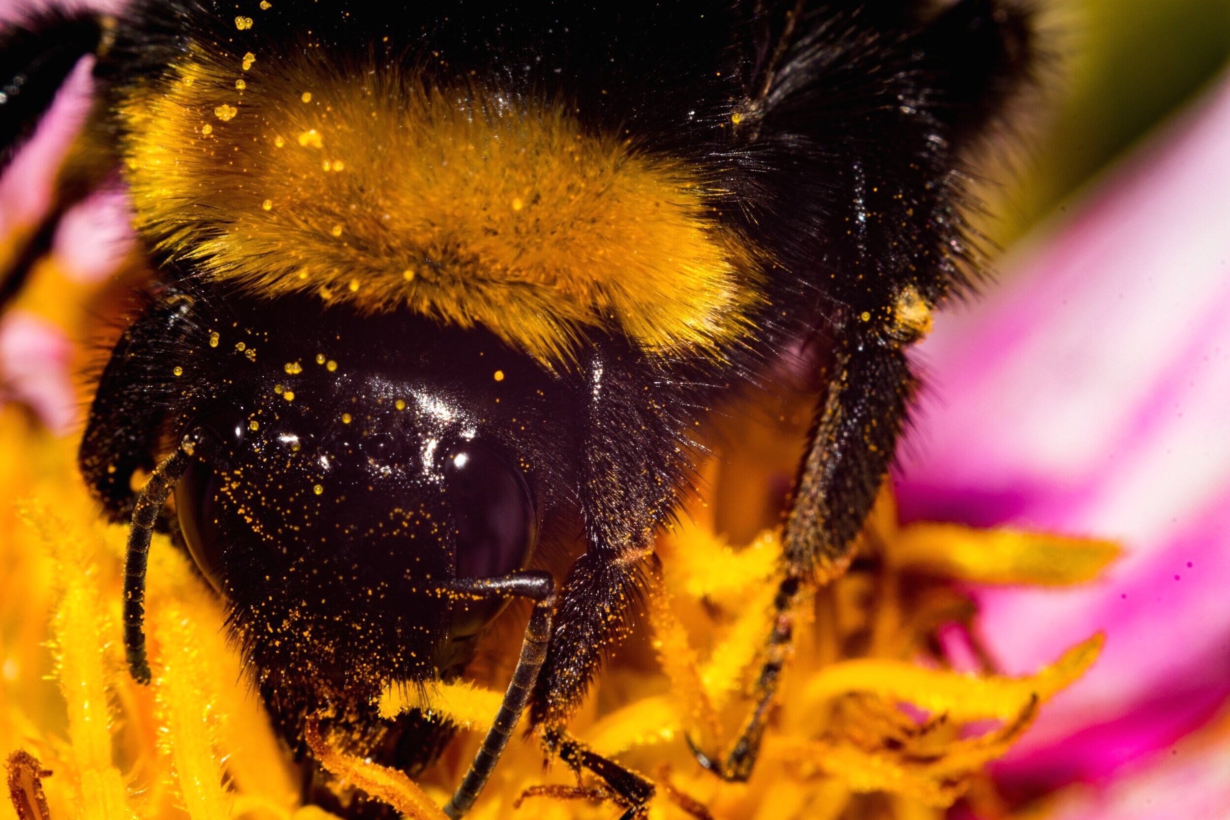 A large, round, furry bumblebee feeding on a flower