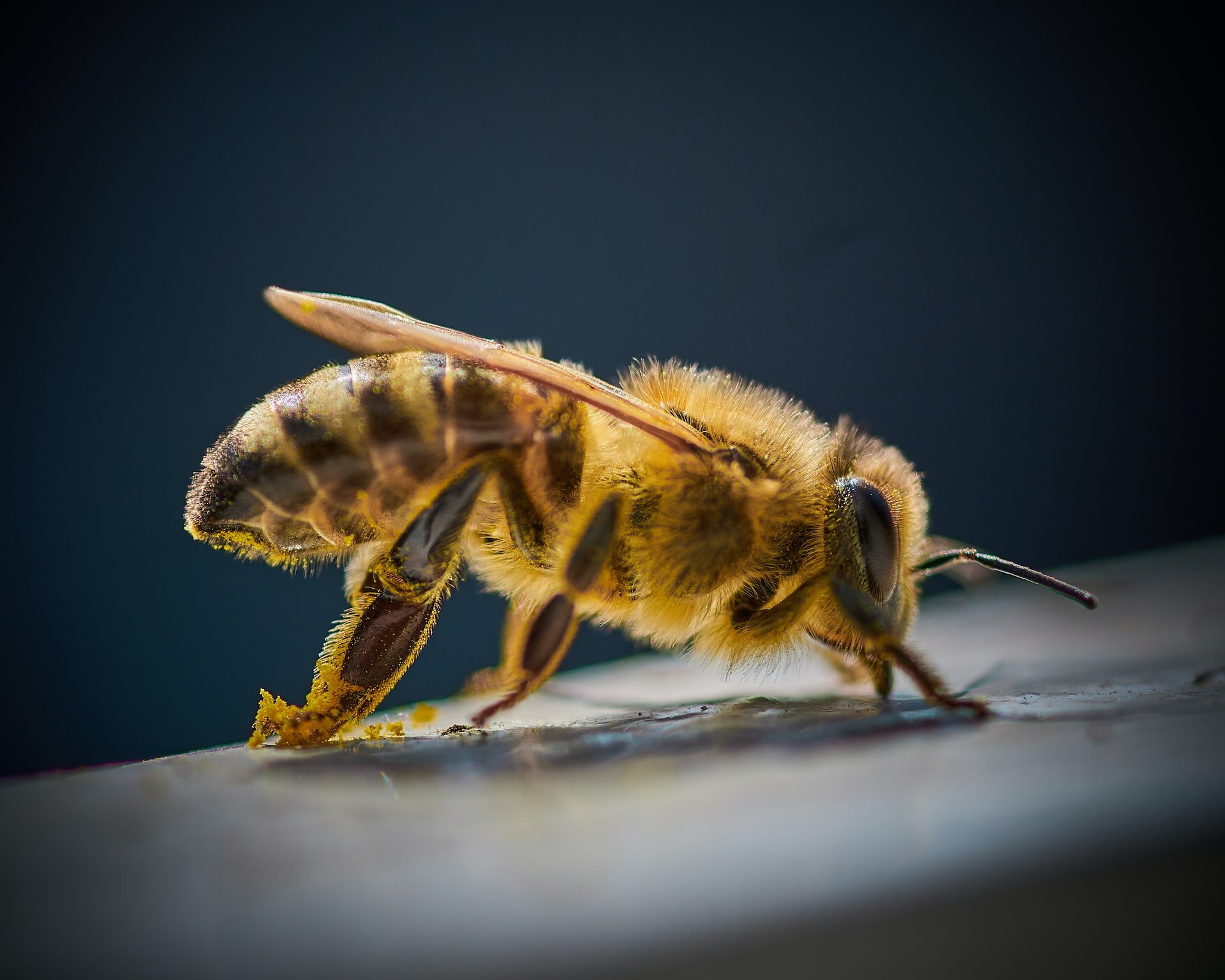 Beekeeping Basics course artwork from The Honey Bee Society