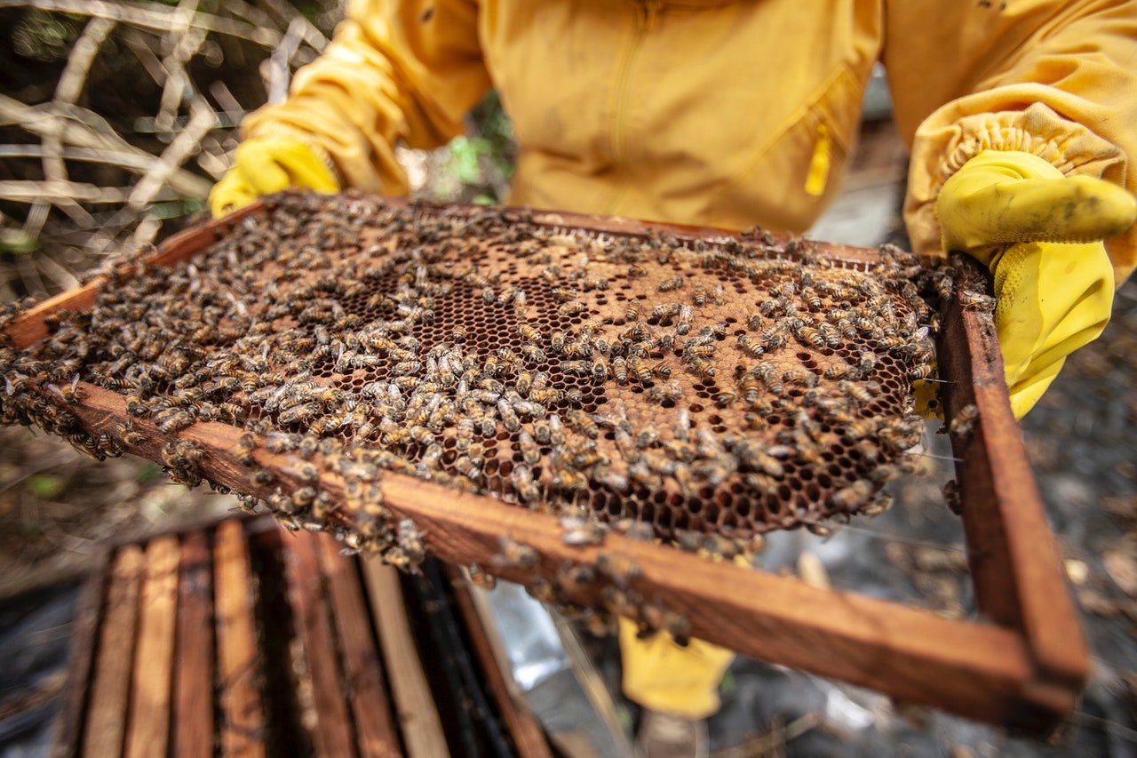 A beekeeper in protective clothing lifting a frame covered in honey bees