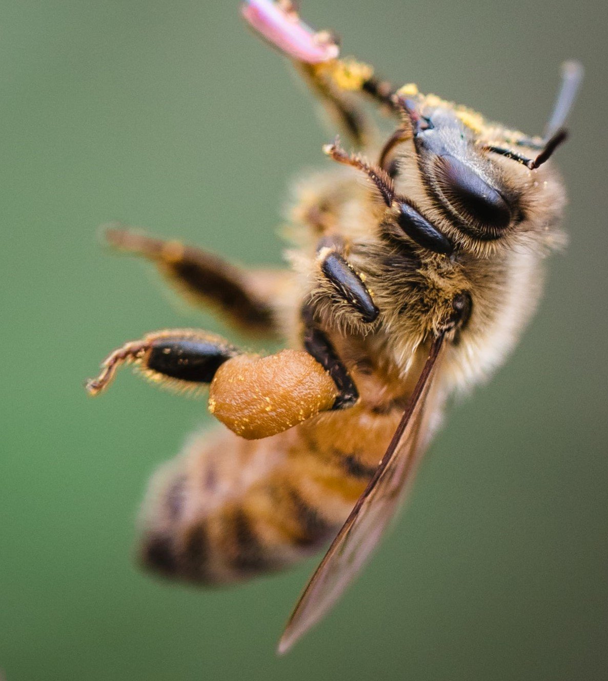 A honey bee carrying a yellow clump of pollen in the pollen basket on her rear leg