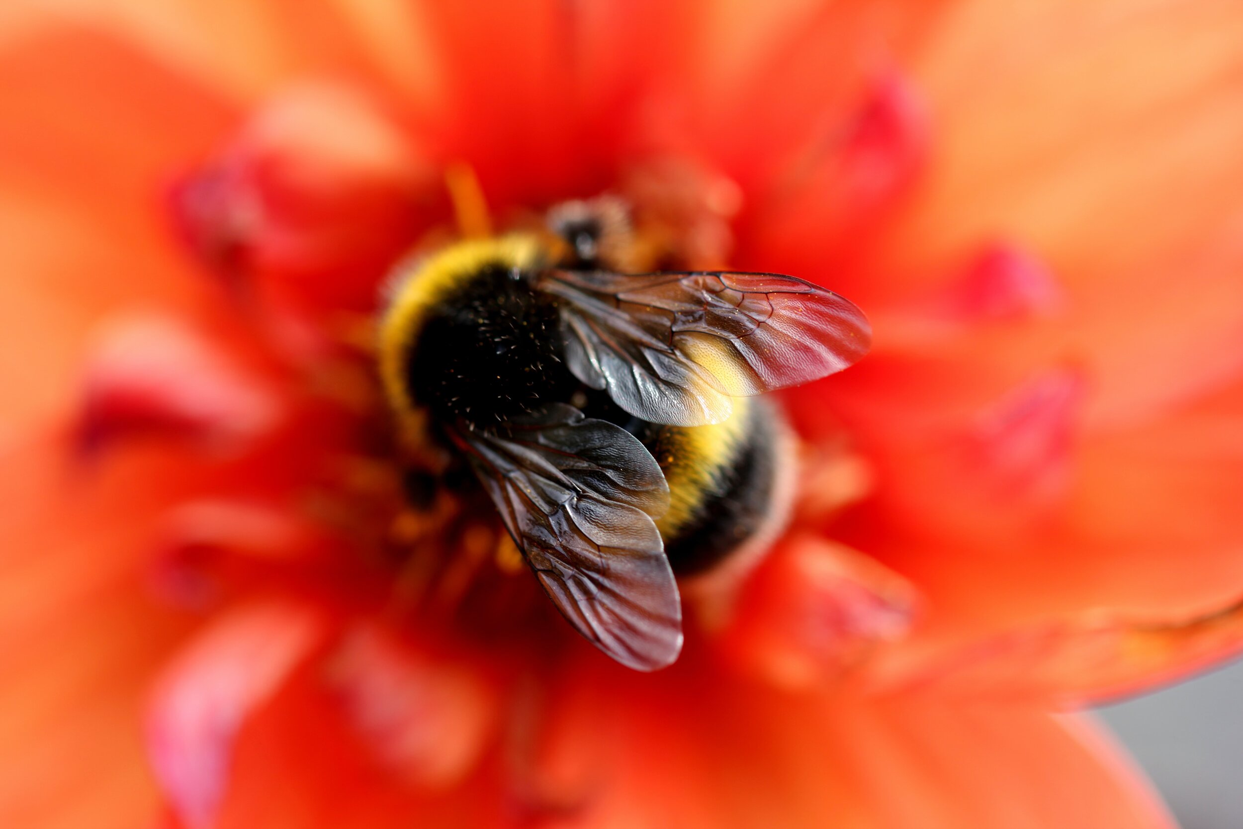 A bumblebee resting on a flower head in late summer