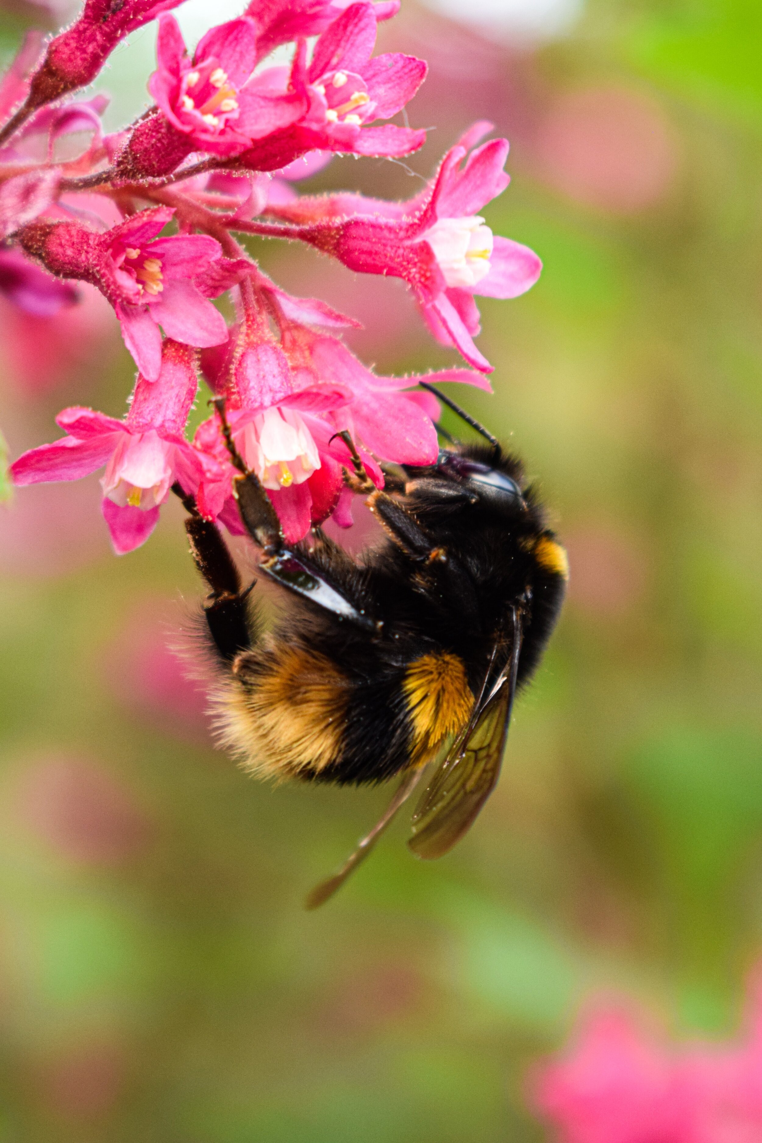 A bumblebee queen foraging to feed the first brood of worker daughters