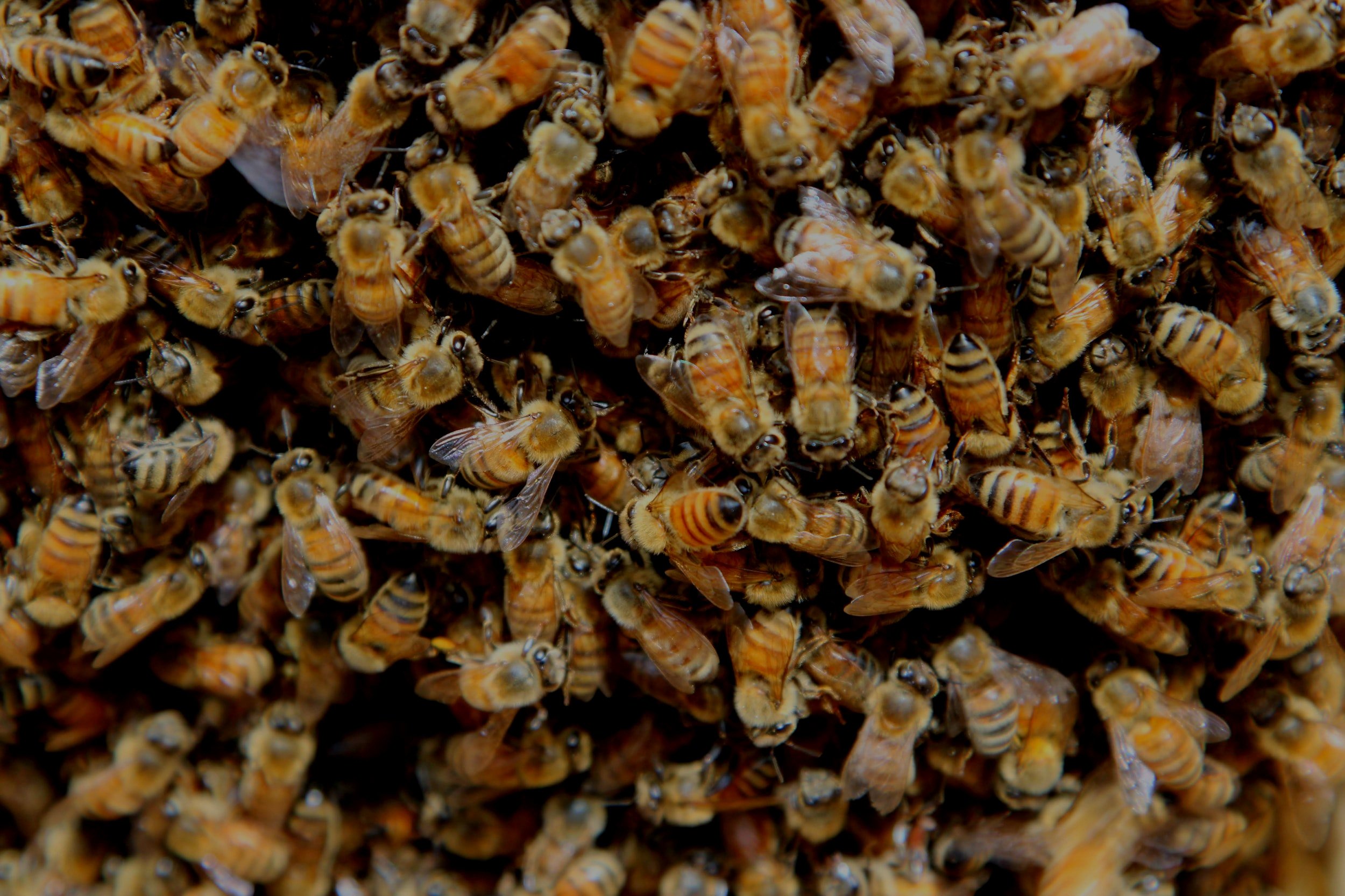Honey bees covering a frame of comb inside a working hive
