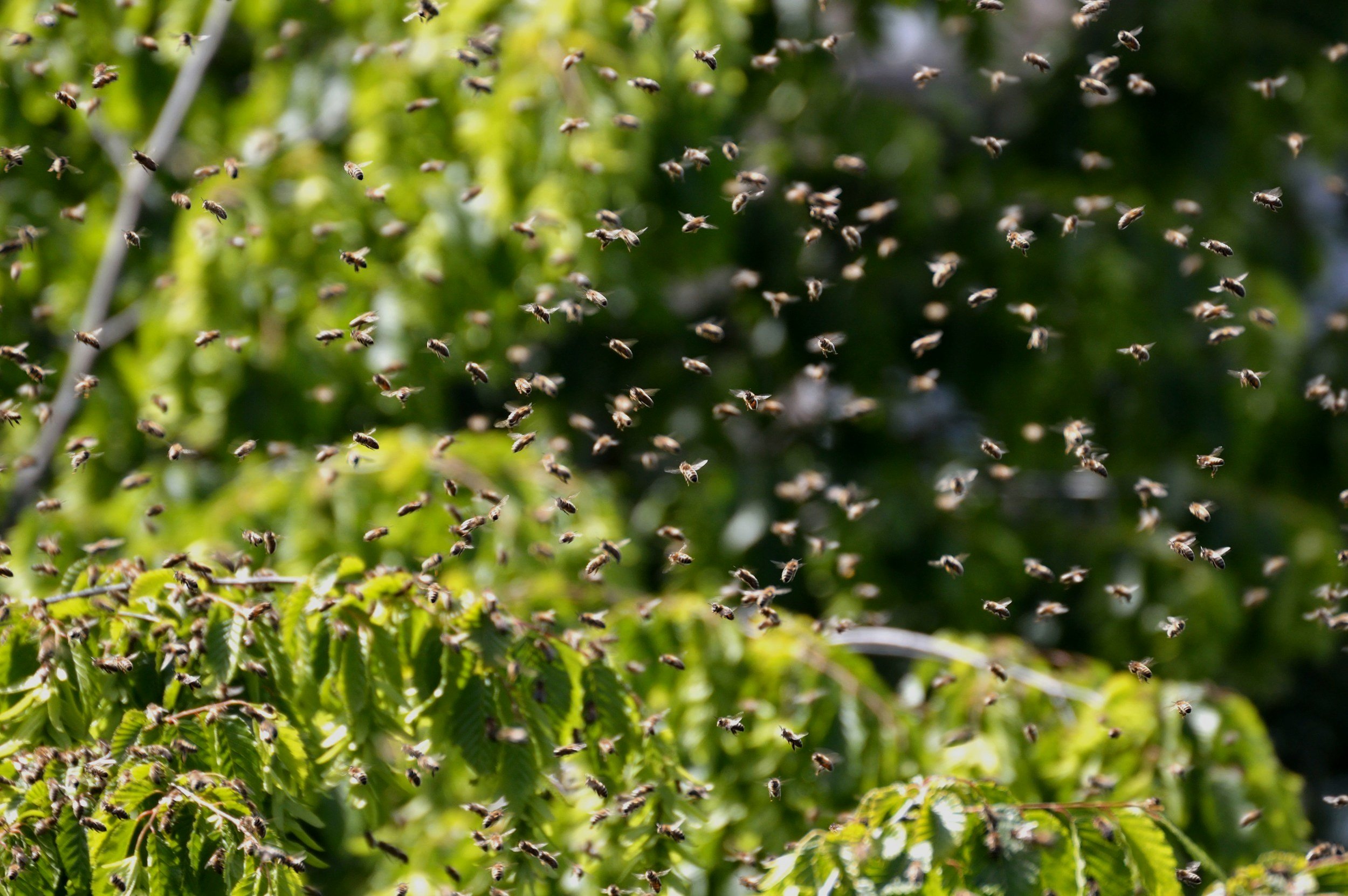 Honey bees flying together in a loose cloud above a hedge