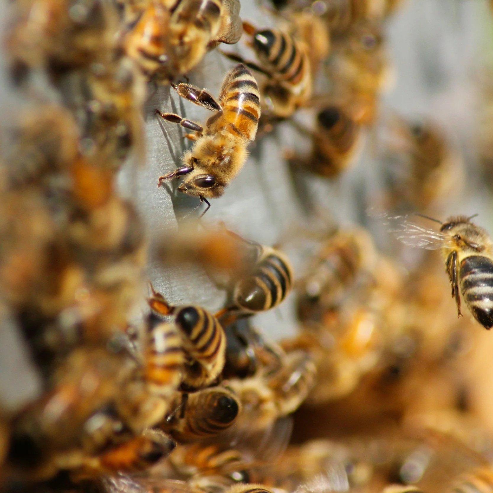 Honey bees working together across the surface of a comb