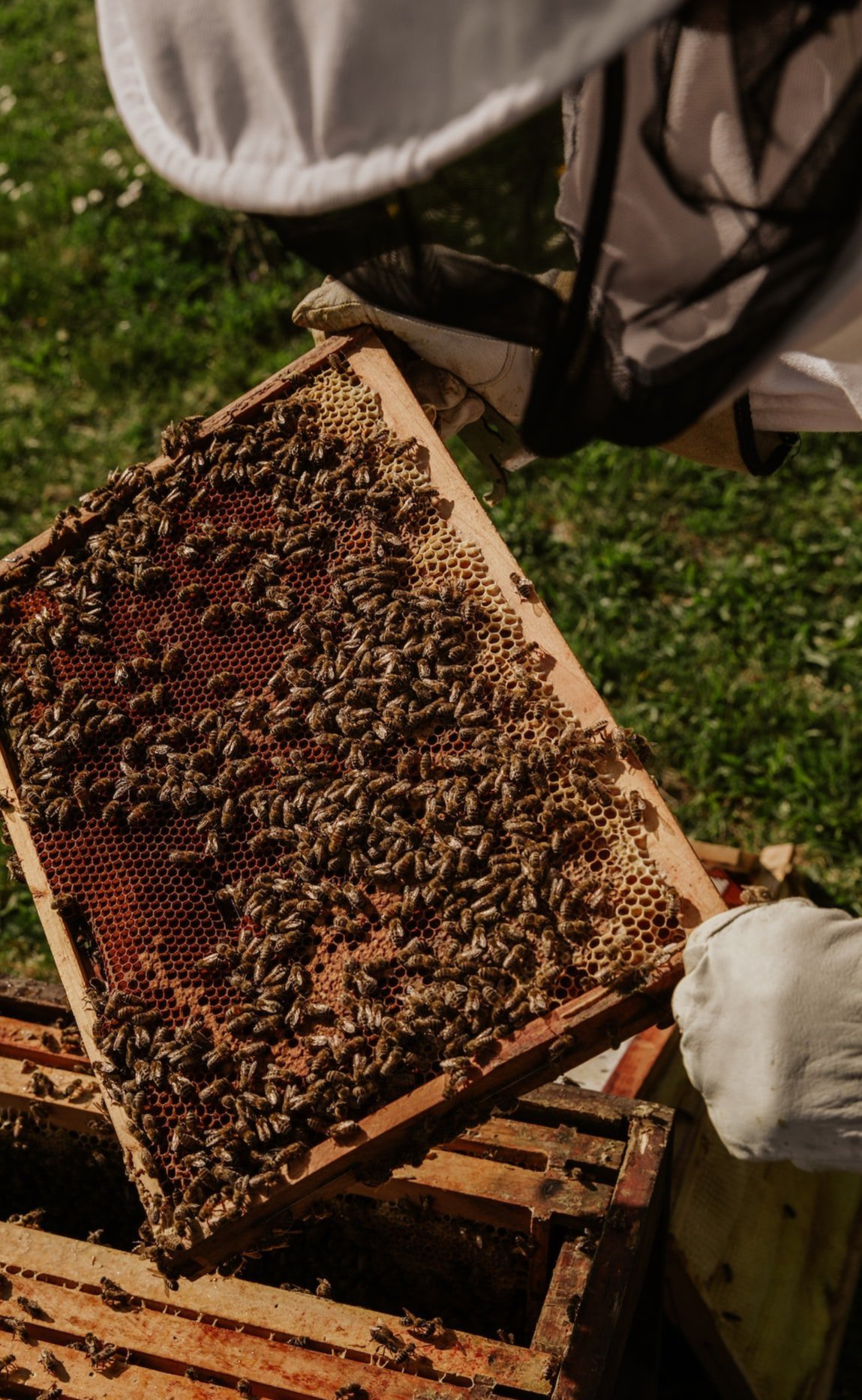 A beekeeper opening a hive to inspect its frames