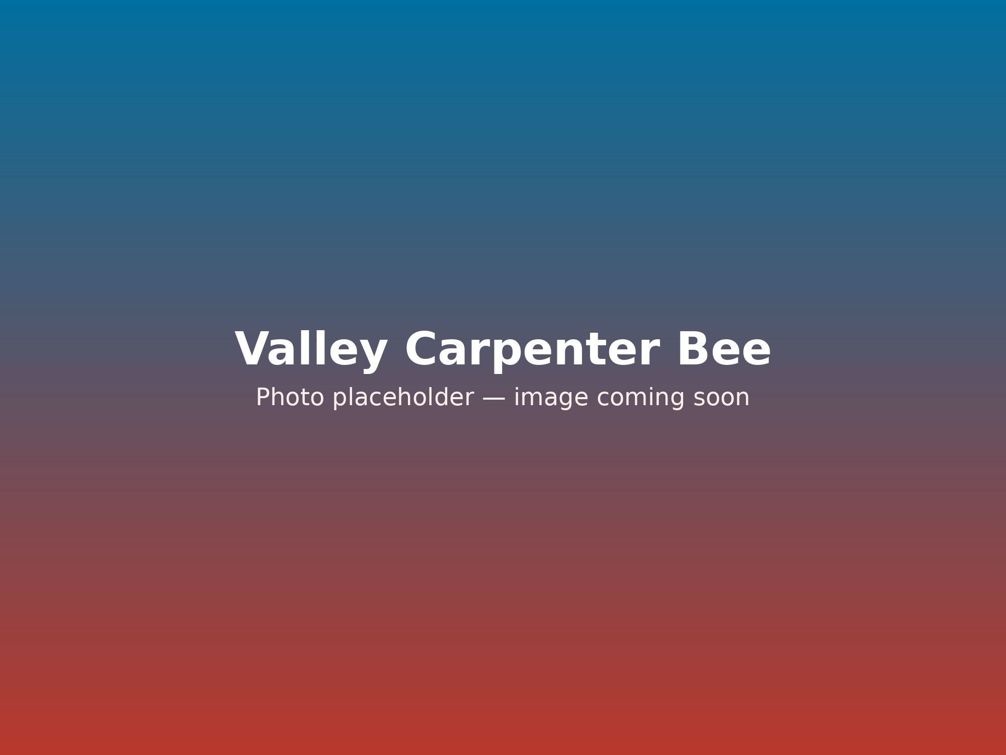 Placeholder graphic for the Valley Carpenter Bee feature — photo coming soon