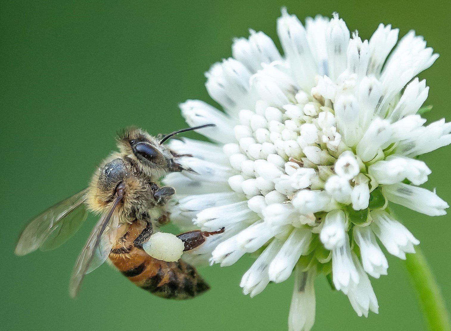 A honey bee carrying a pale white pollen load, showing that pollen comes in many colors