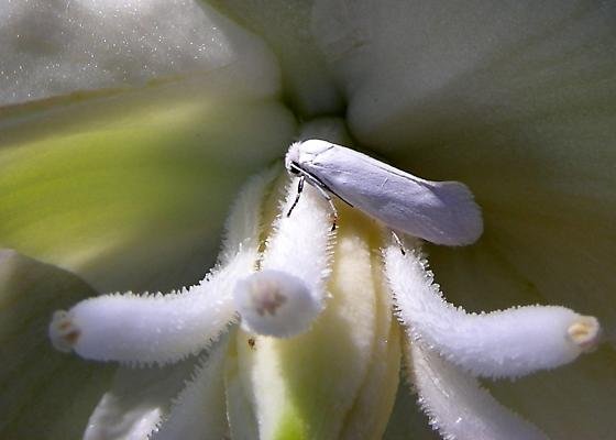 A yucca moth resting on a plant